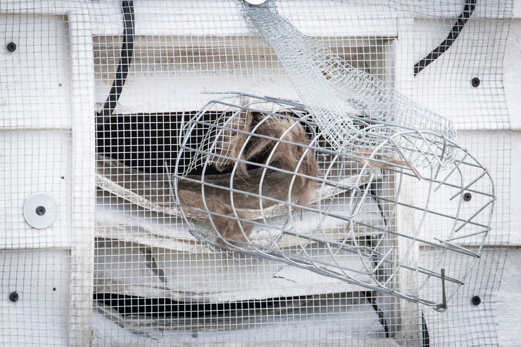wildlife exclusions