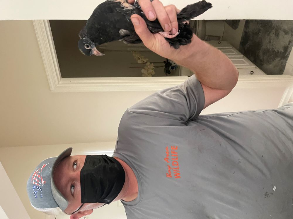 bay area wildlife employee handling a bird
