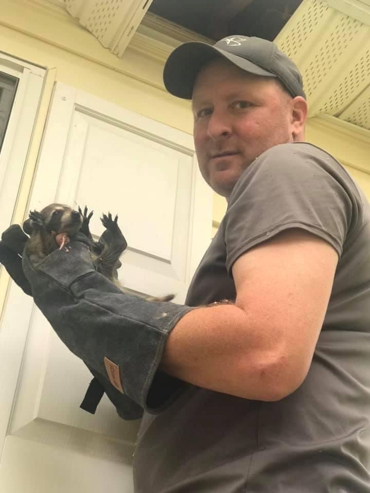 bay area wildlife employee handling a raccoon