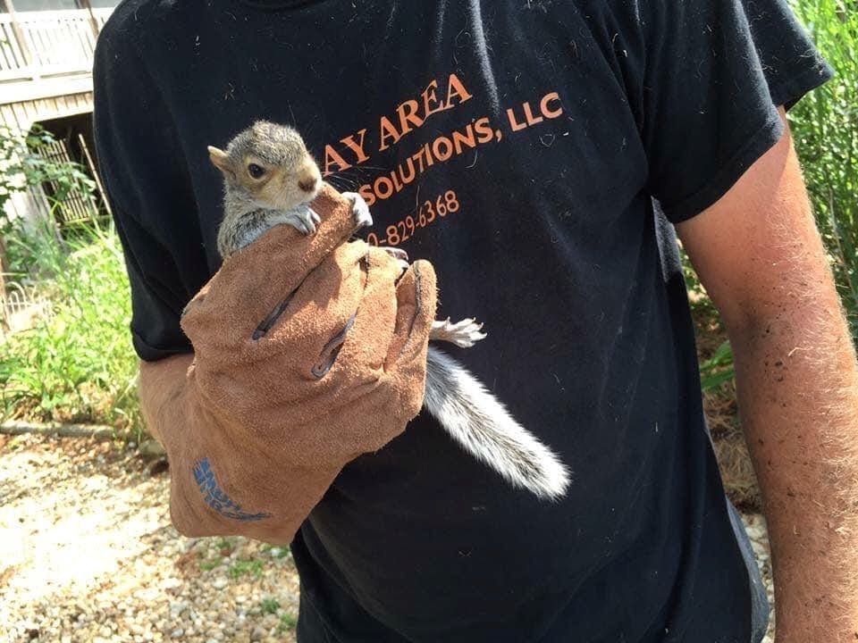 bay area wildlife employee handling a squirrel