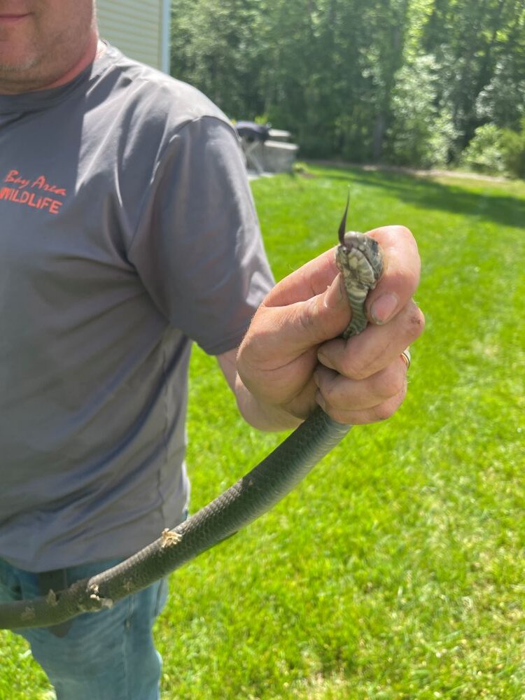 Snake Removal Services