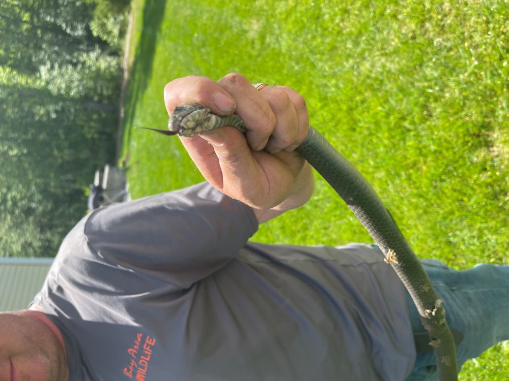 bay area wildlife employee handling a snake
