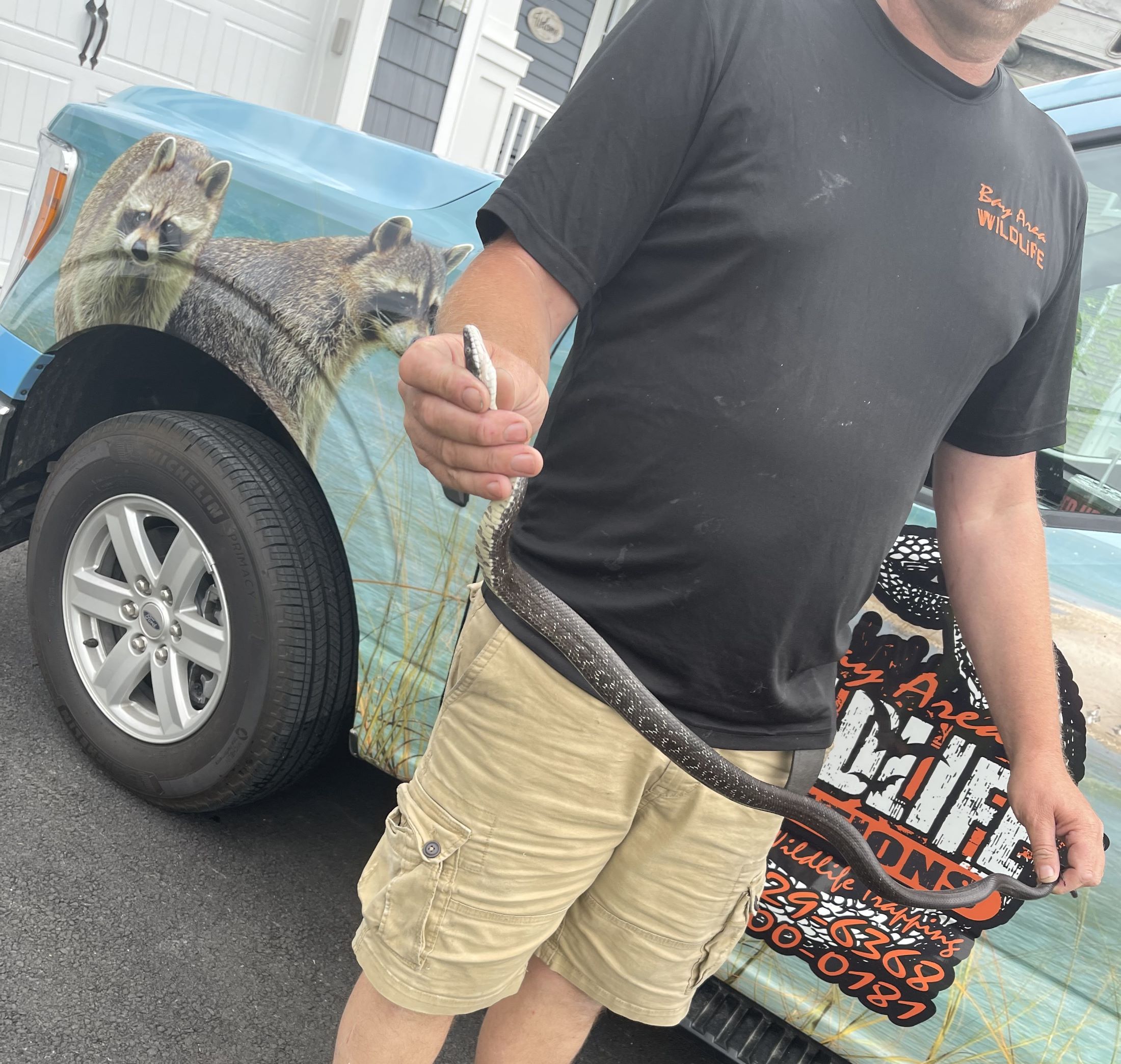 bay area wildlife employee removes a snake