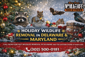 Holiday Guests You Don’t Want: Wildlife Removal in Delaware & Maryland This Christmas